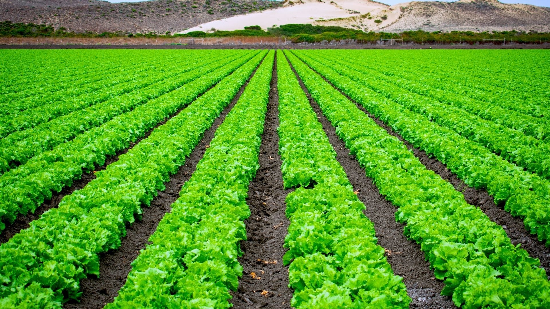 Tarım ve Kırsal Kalkınmayı Destekleme Kurumunun Faaliyetleri